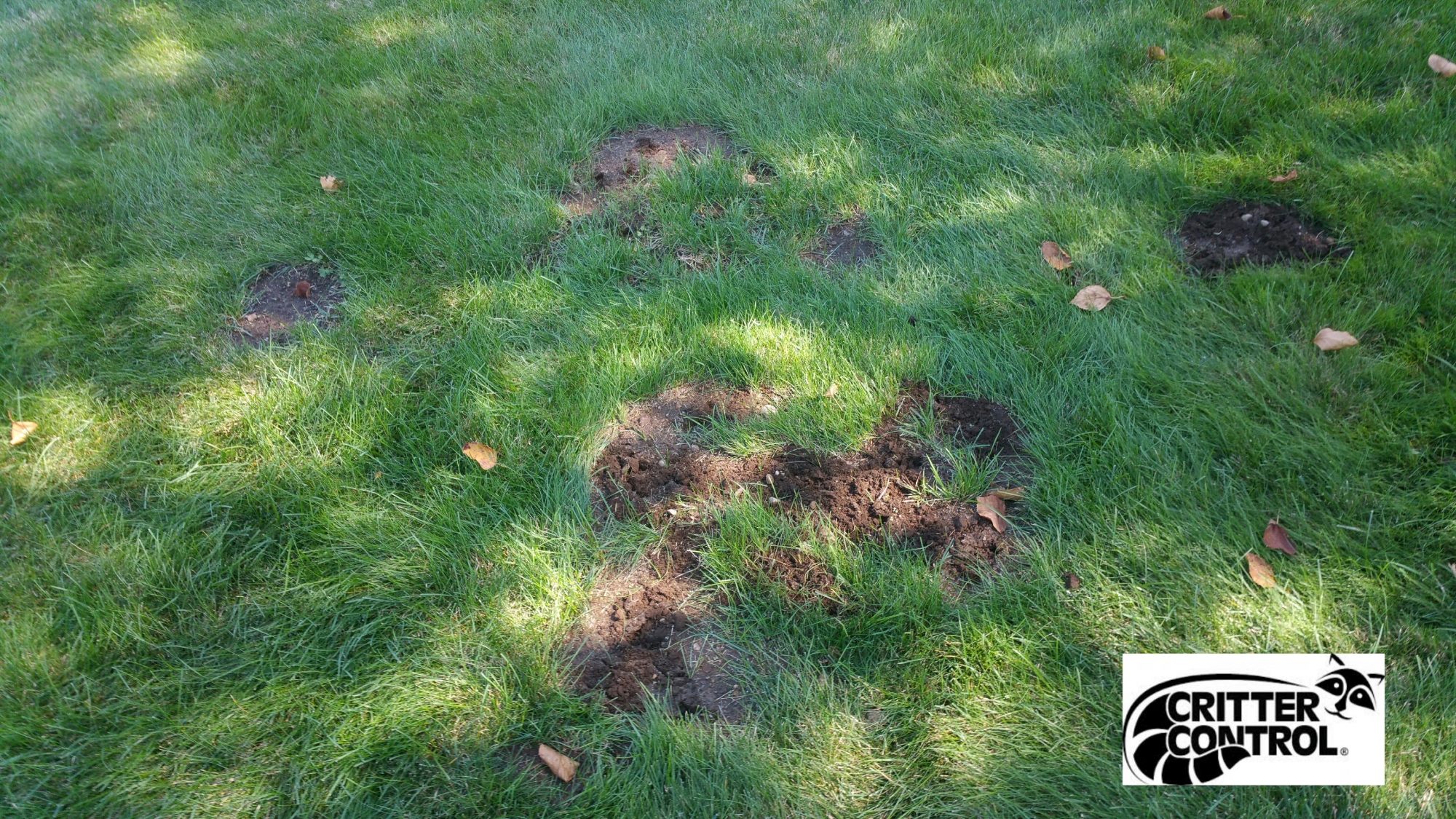 Mole and Shrew Control in New Hampshire